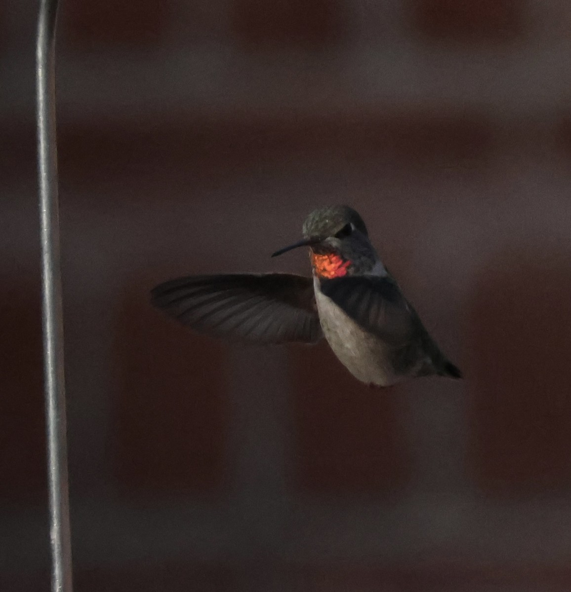 Broad-tailed Hummingbird - ML640987129