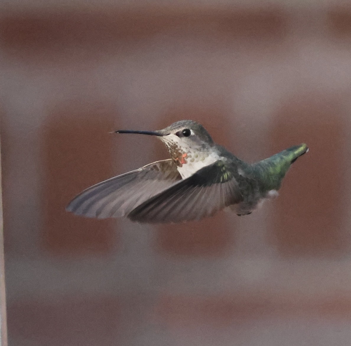 Broad-tailed Hummingbird - ML640987130