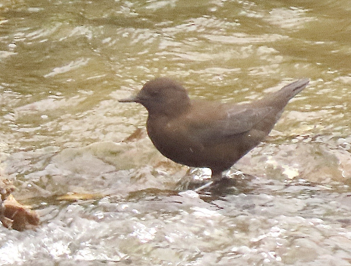 Brown Dipper - ML640987149