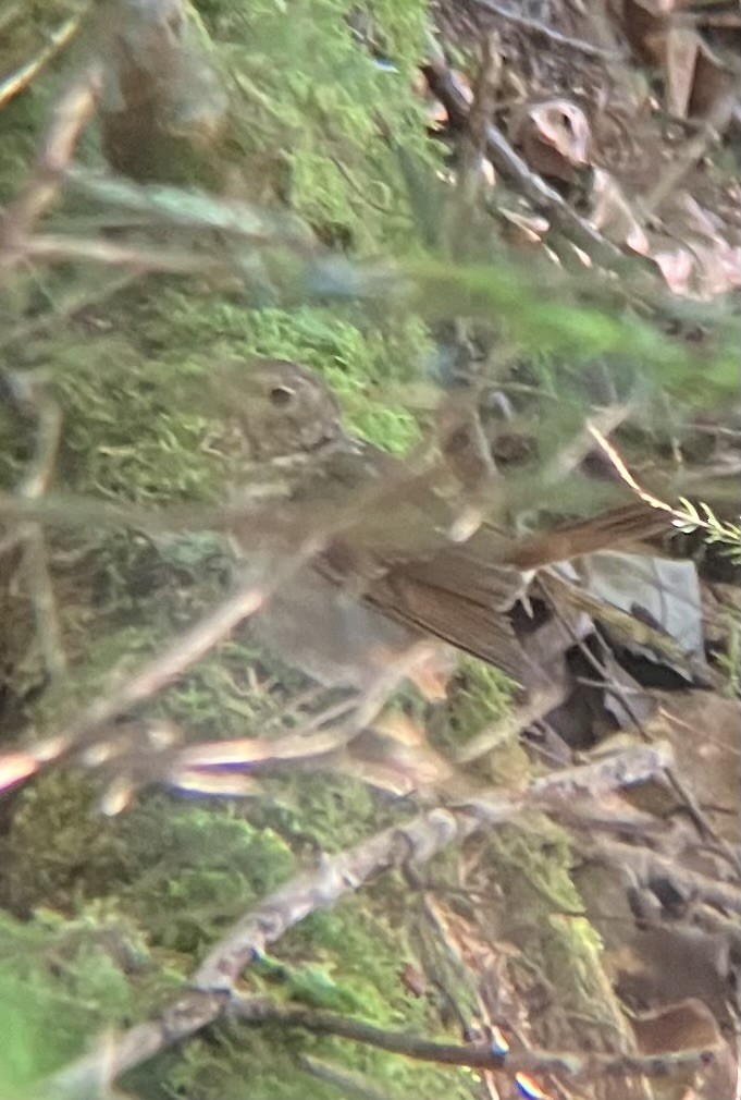 Hermit Thrush - ML640987242