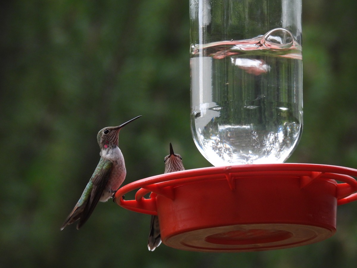 Broad-tailed Hummingbird - ML640987246