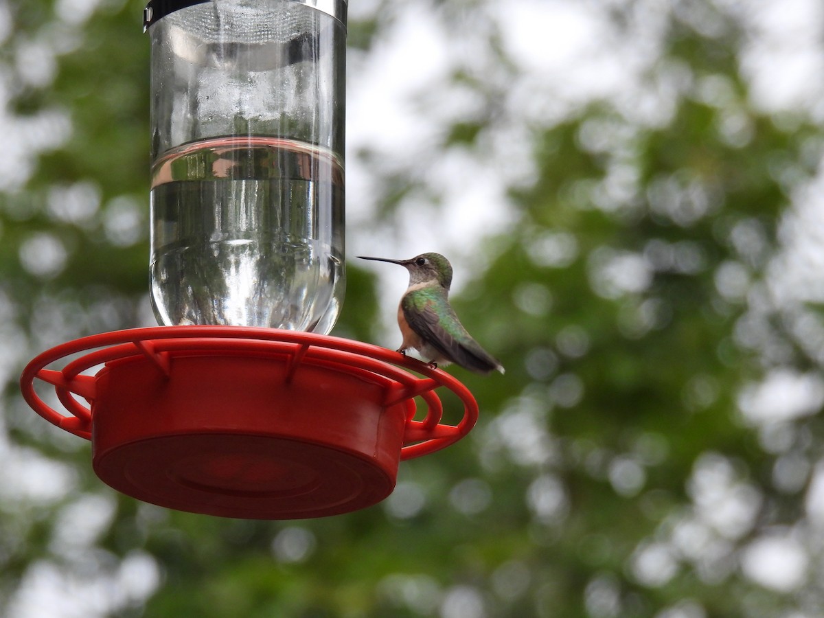Broad-tailed Hummingbird - ML640987307