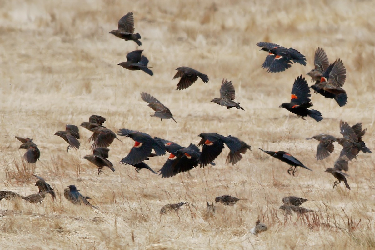 Tricolored Blackbird - ML640987394
