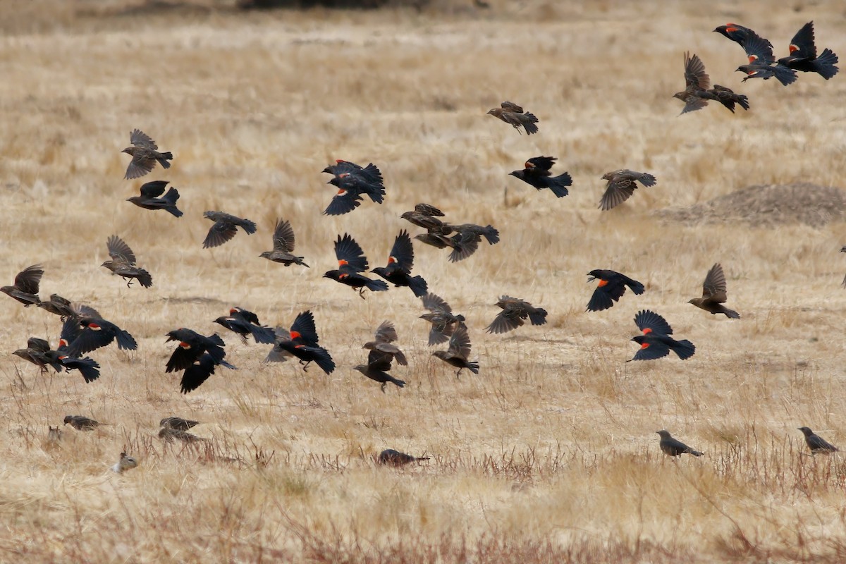 Tricolored Blackbird - ML640987397