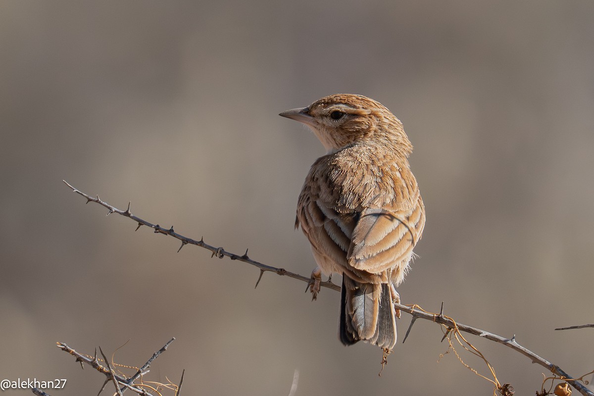 Fawn-colored Lark - ML640987419