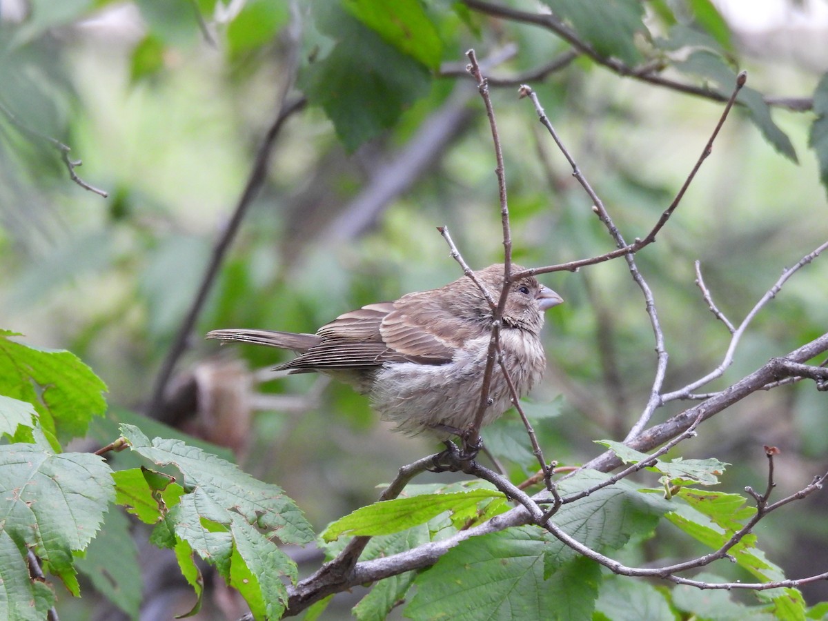 House Finch - ML640987442