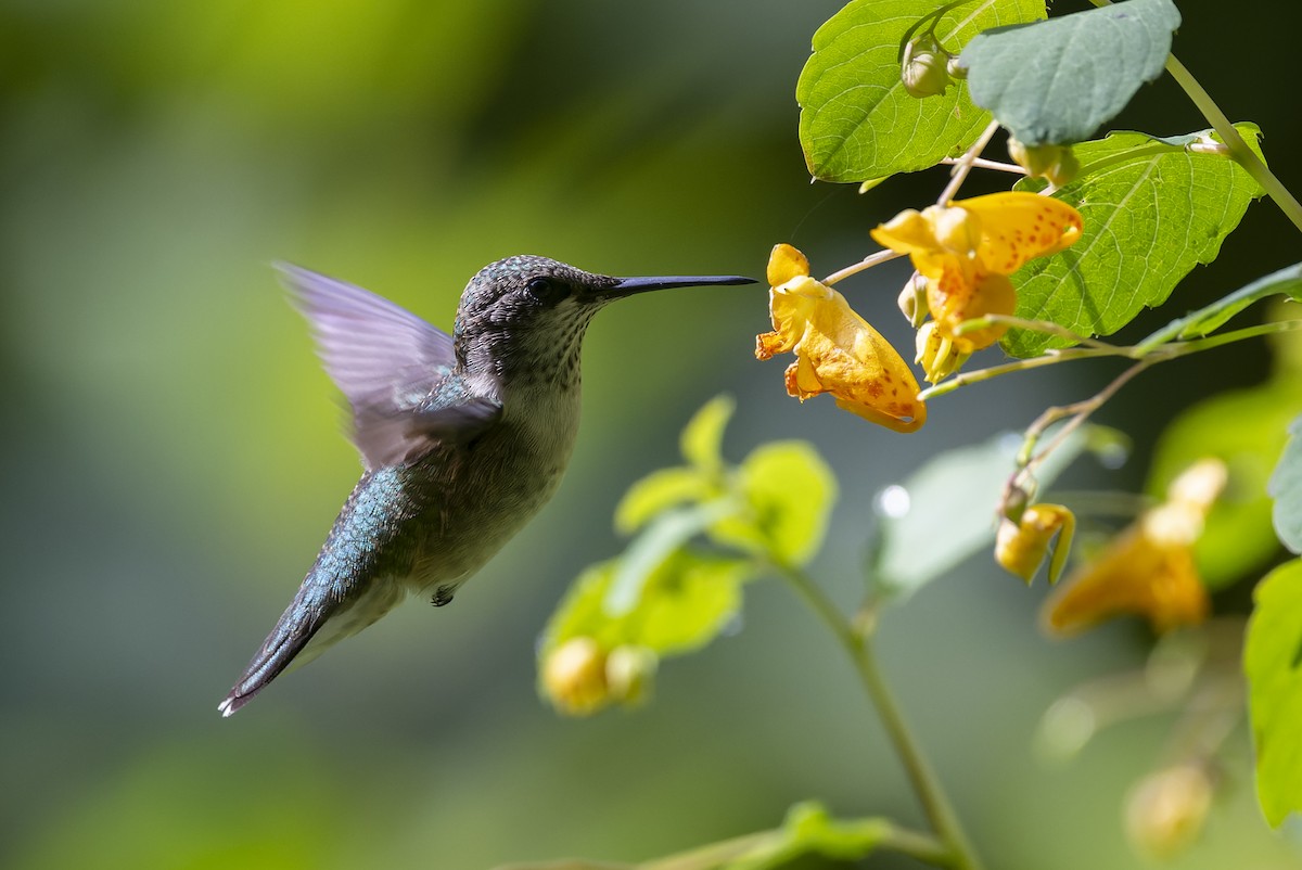 Ruby-throated Hummingbird - ML640987542