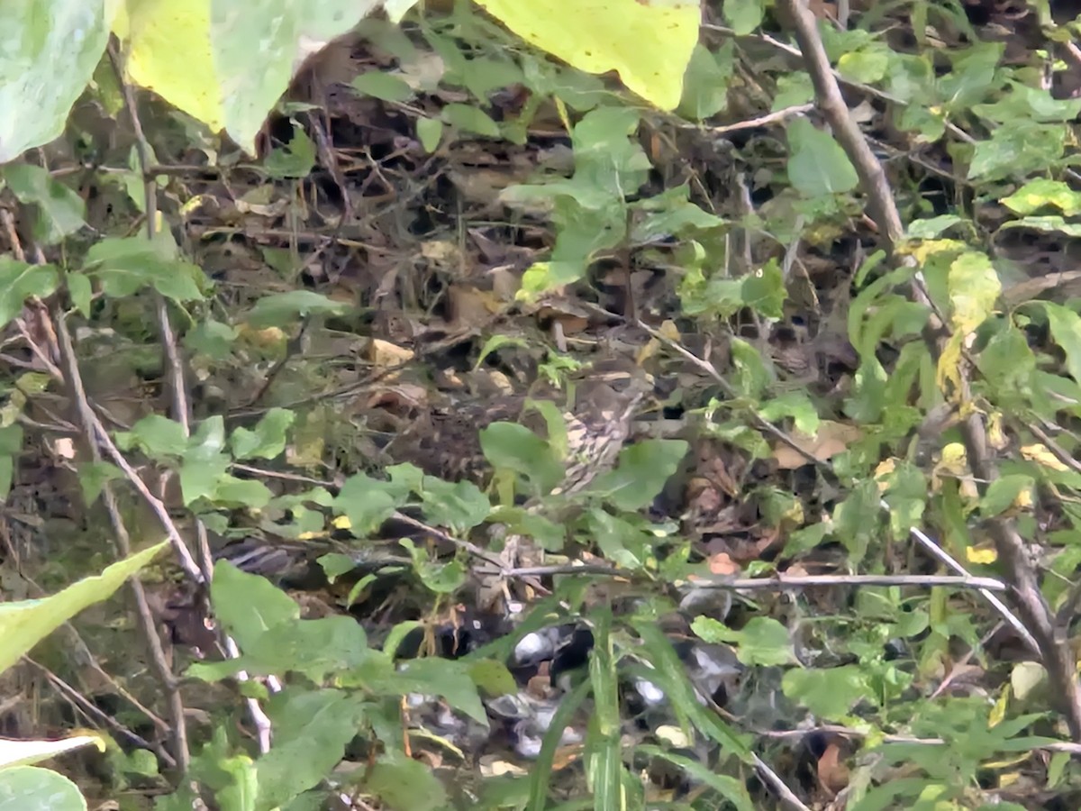 American Goshawk - ML640987567