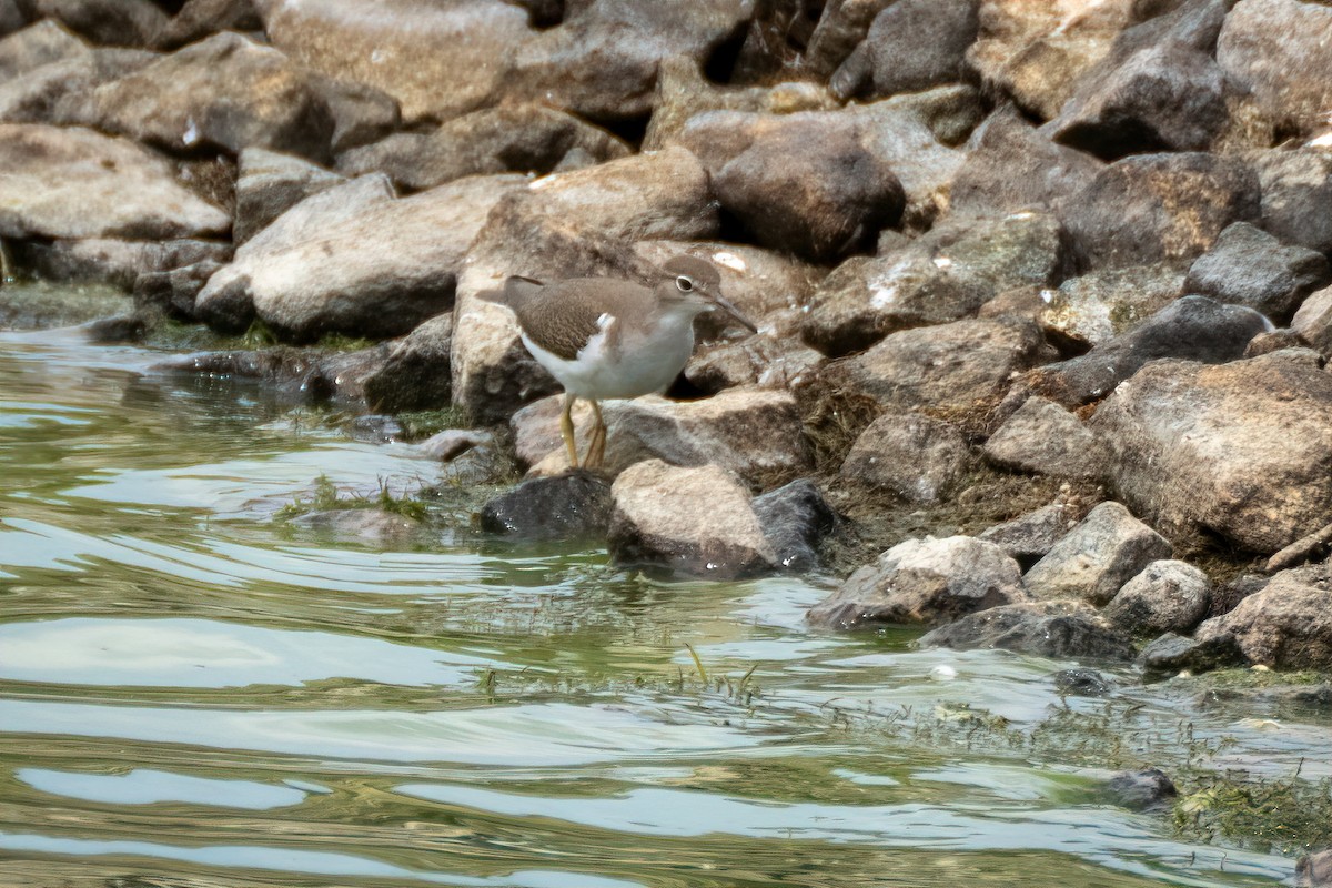 Spotted Sandpiper - ML640987610
