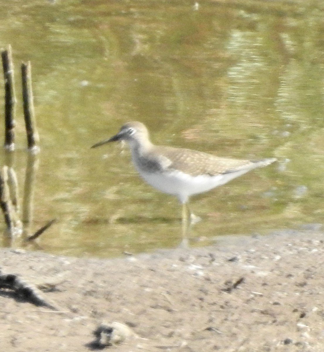 コシグロクサシギ - ML640987629