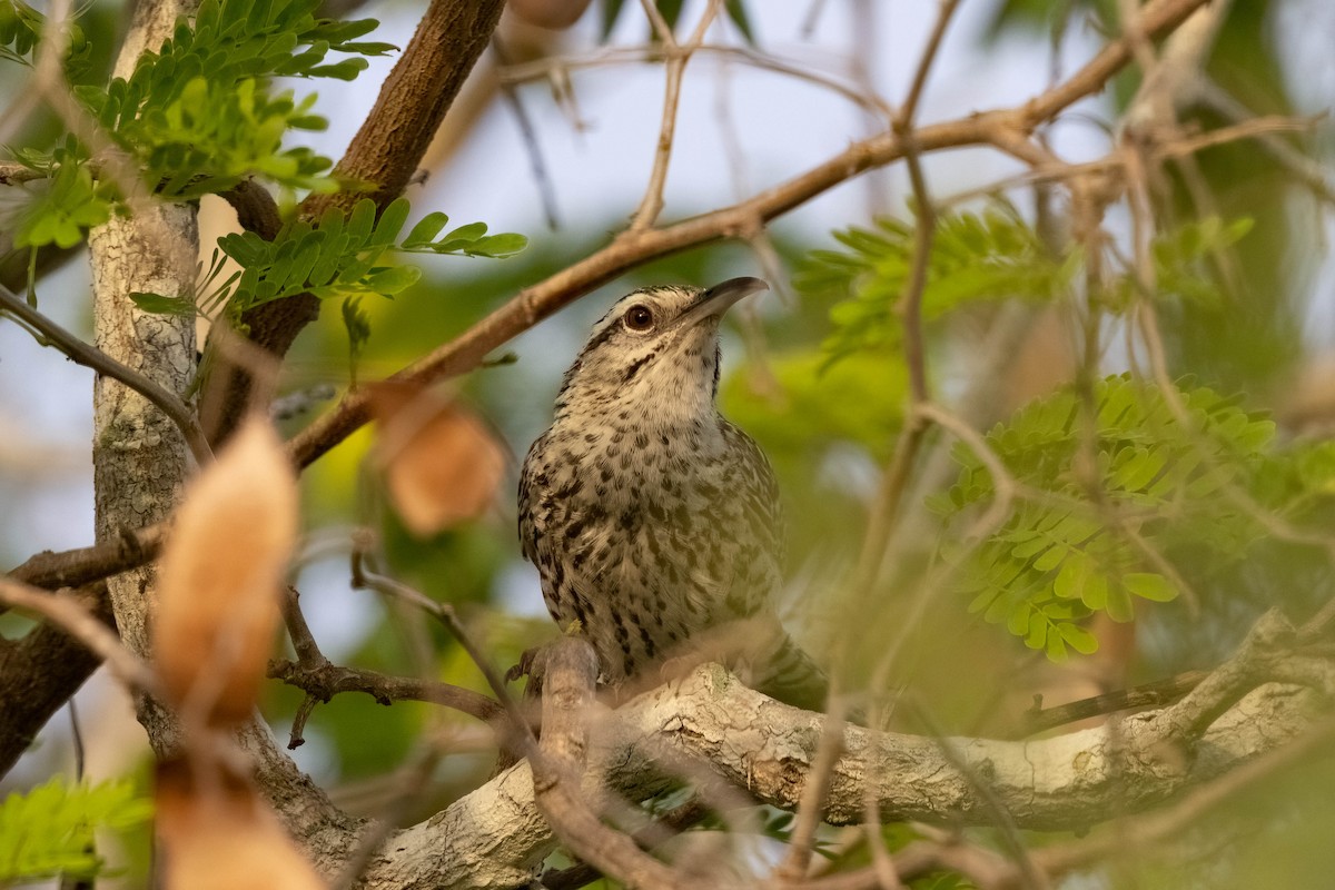 Yucatan Wren - ML640987729