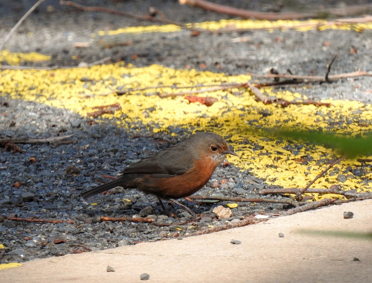 Rockwarbler - ML640987730