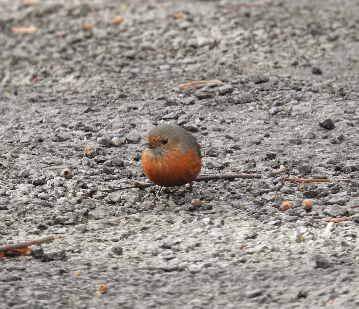 Rockwarbler - ML640987731