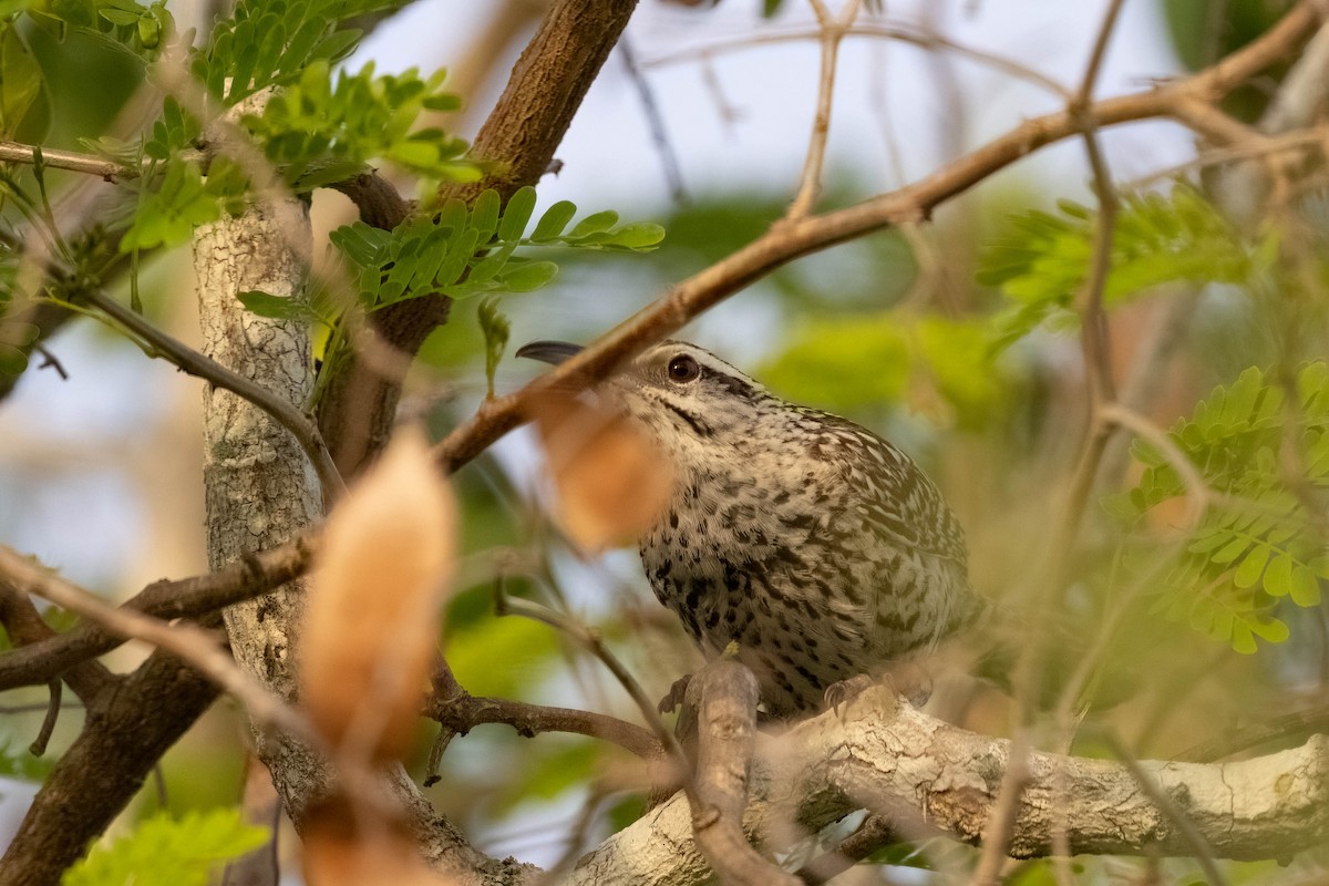 Yucatan Wren - ML640987733