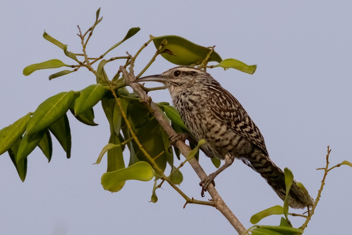 Yucatan Wren - ML640987735