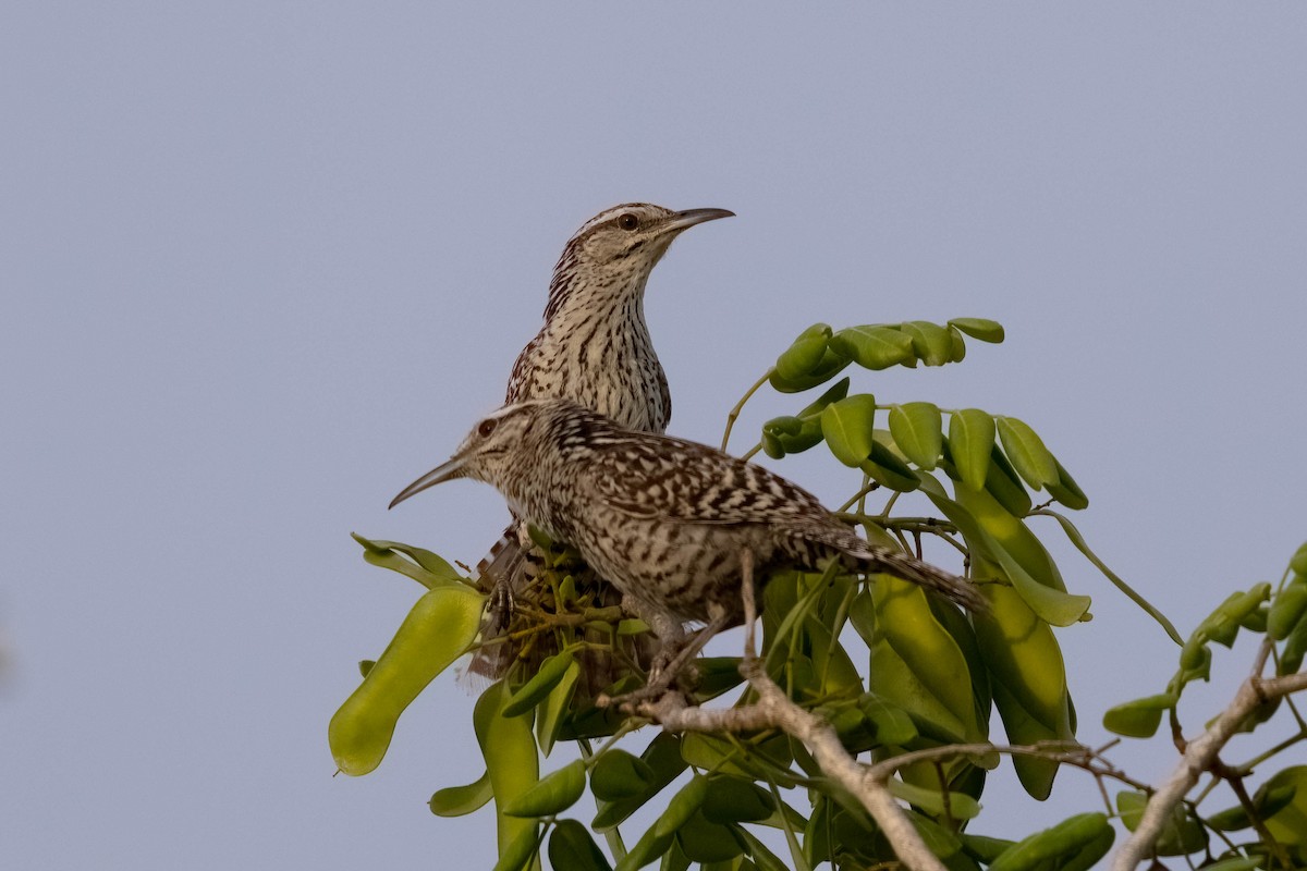 Yucatan Wren - ML640987748