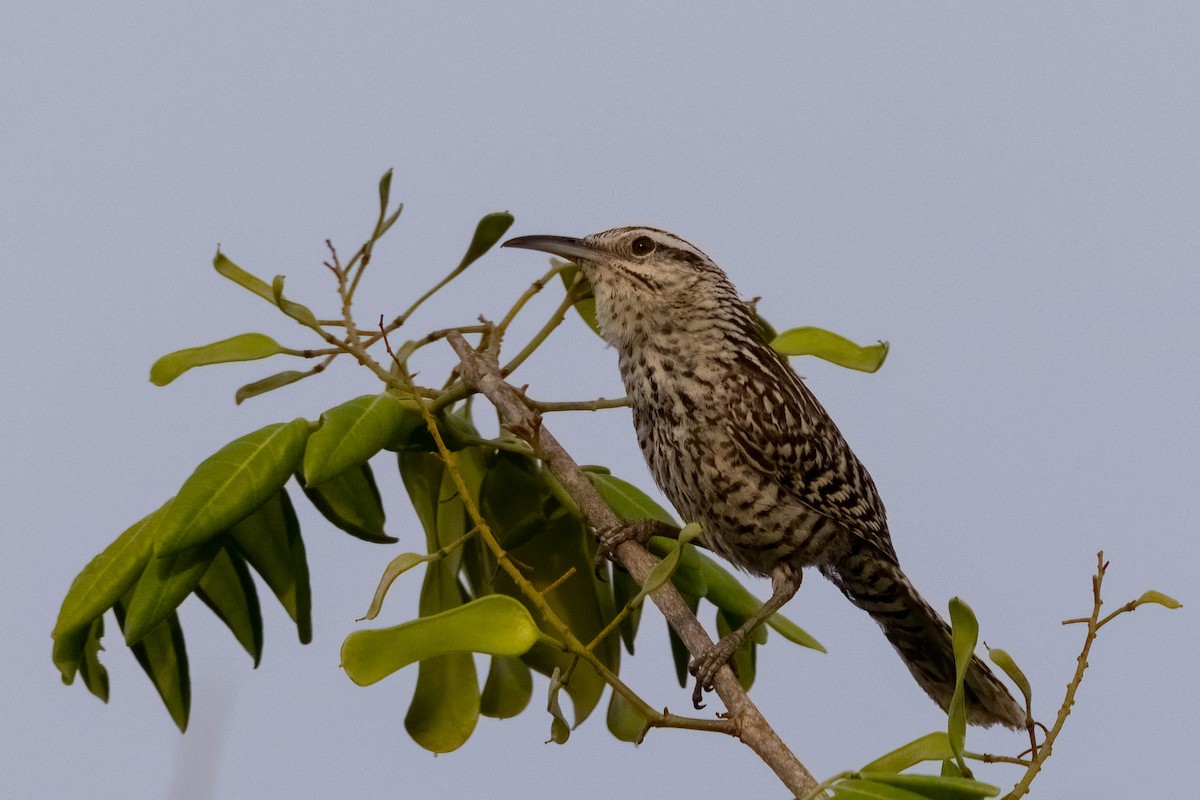 Yucatan Wren - ML640987749