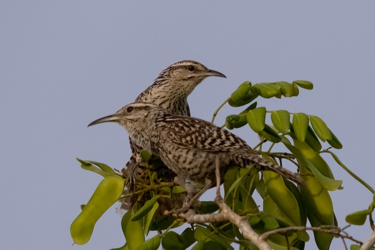 Yucatan Wren - ML640987750
