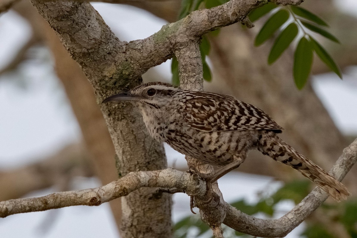 Yucatan Wren - ML640987757