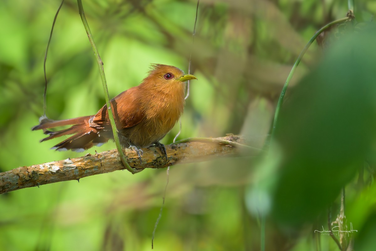 Little Cuckoo - ML640987800