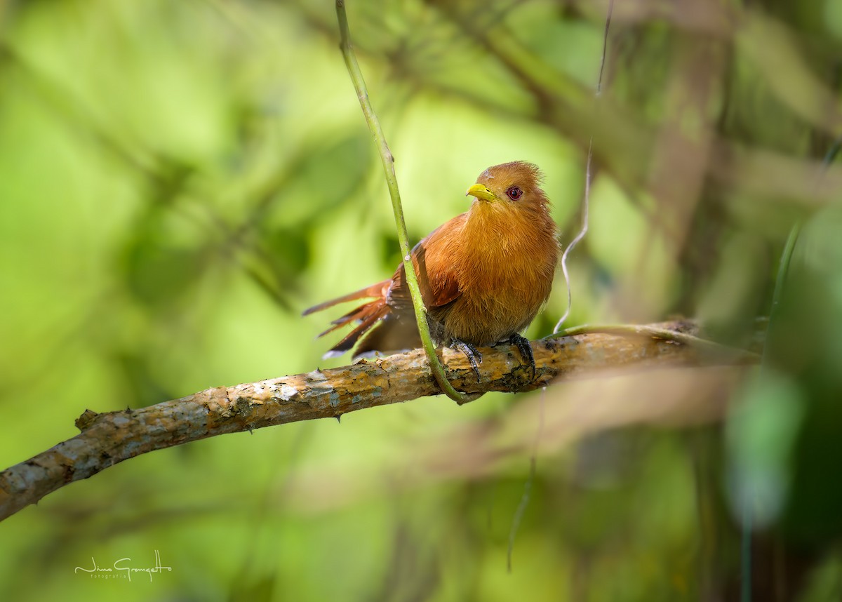 Little Cuckoo - ML640987801