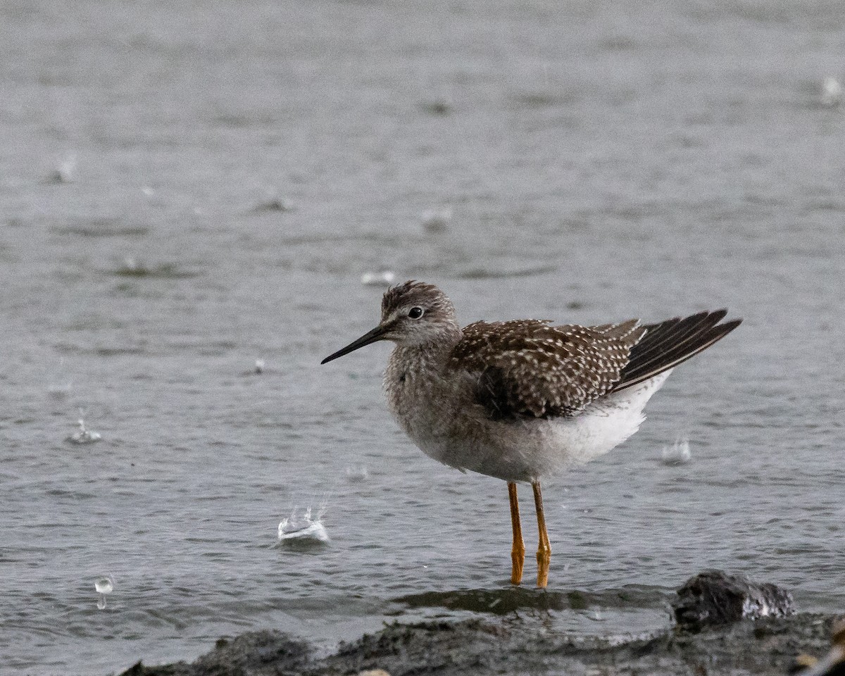 Lesser Yellowlegs - ML640987821