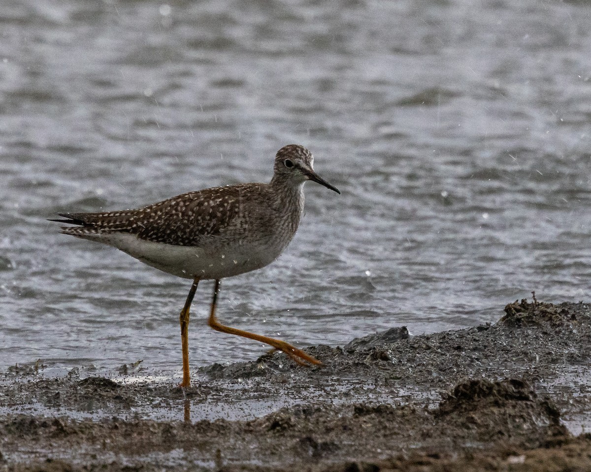 Lesser Yellowlegs - ML640987822