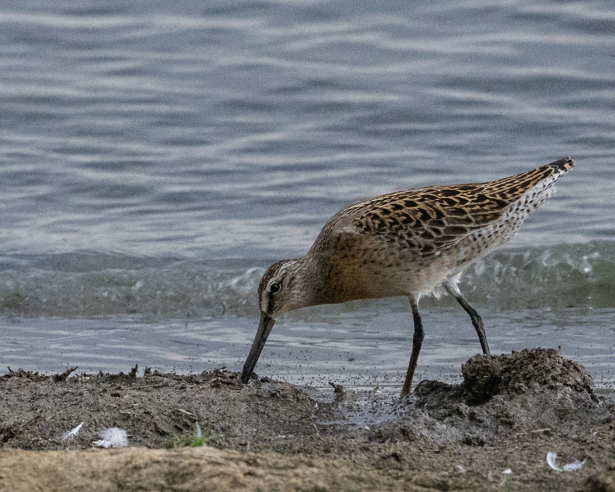 Short-billed Dowitcher - ML640987824