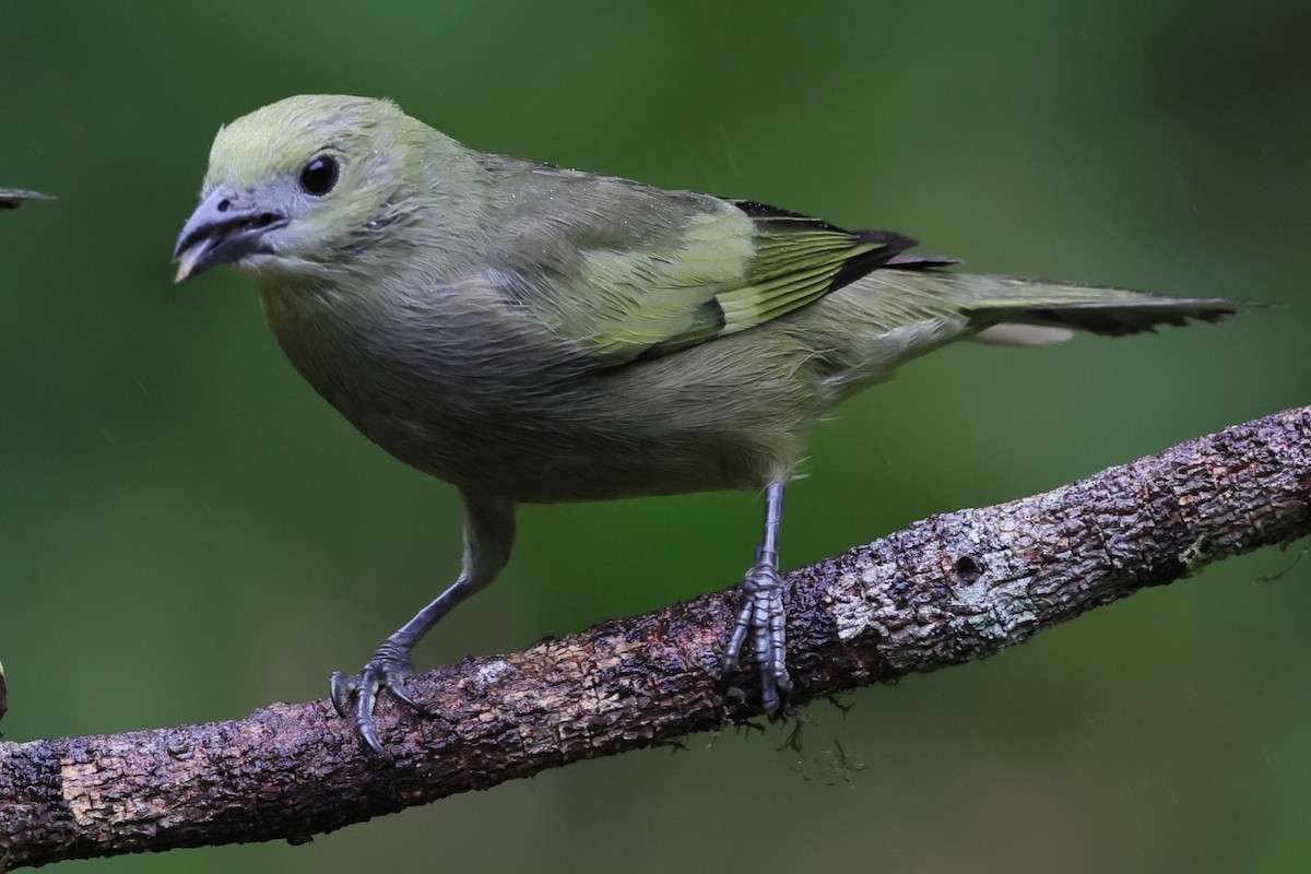 Palm Tanager - ML640987849