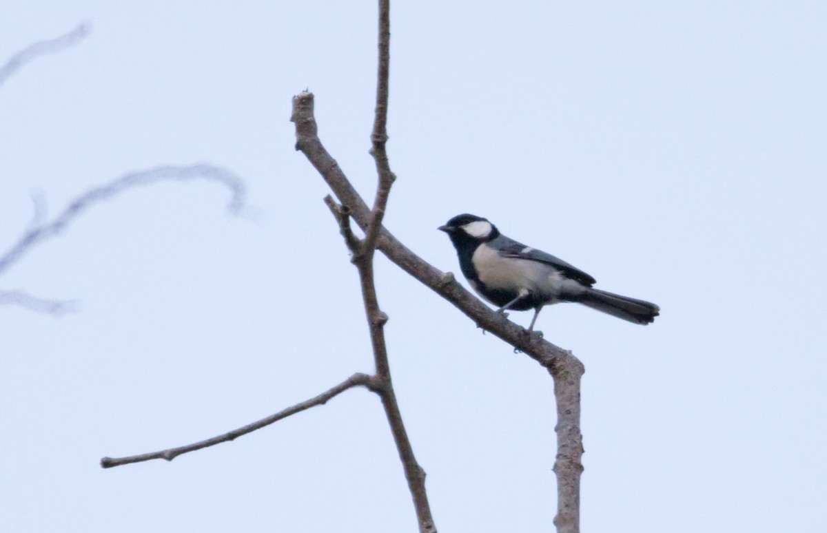 Asian Tit (Cinereous) - ML640987871