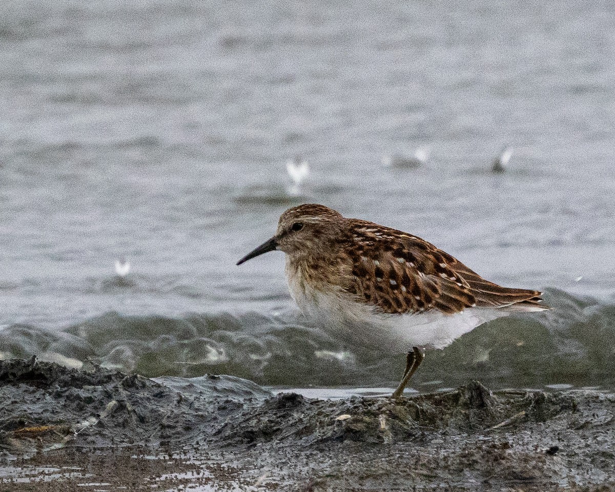 Least Sandpiper - ML640987888