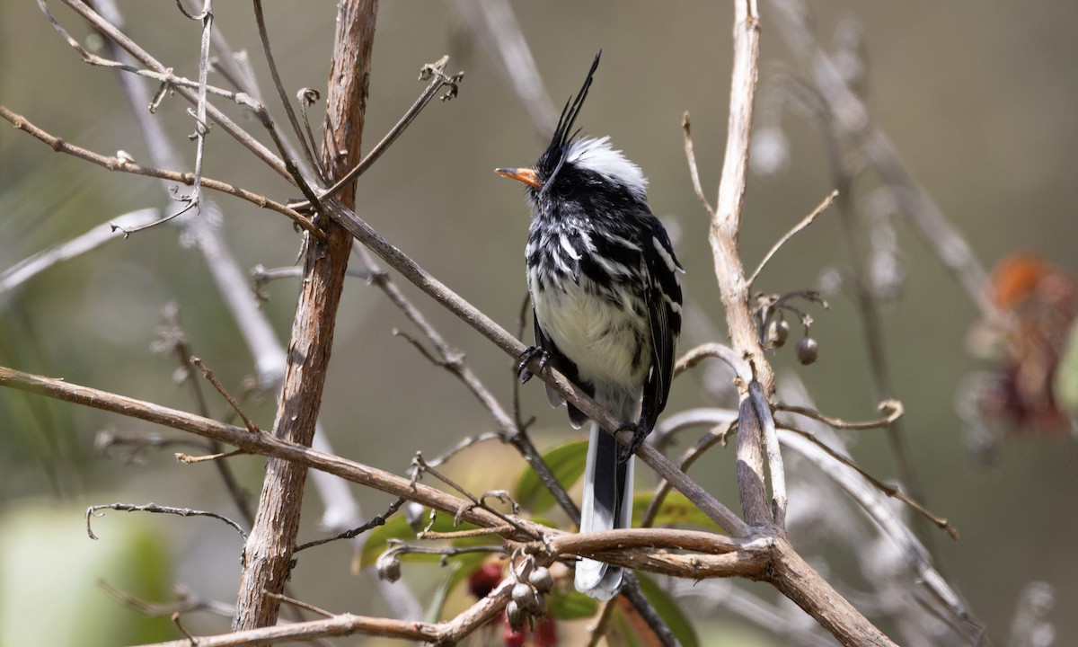 Black-crested Tit-Tyrant - ML640987975