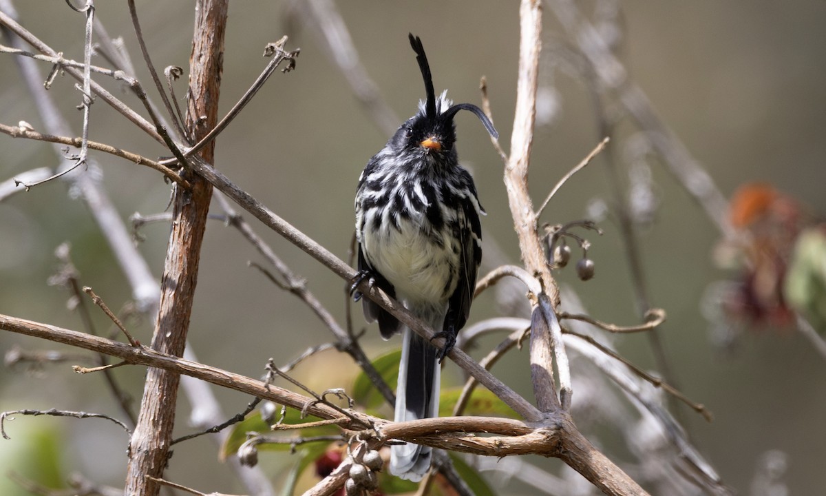 Black-crested Tit-Tyrant - ML640987976