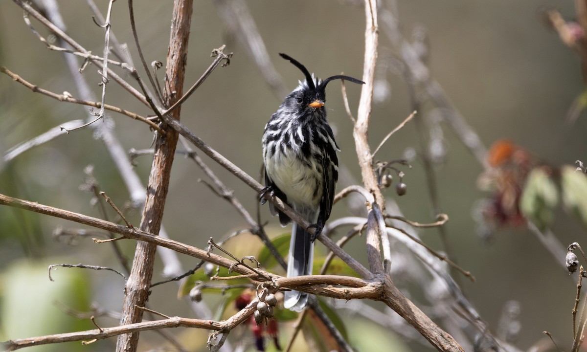 Black-crested Tit-Tyrant - ML640987978