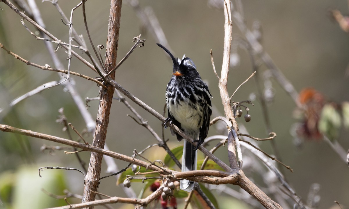Black-crested Tit-Tyrant - ML640987979