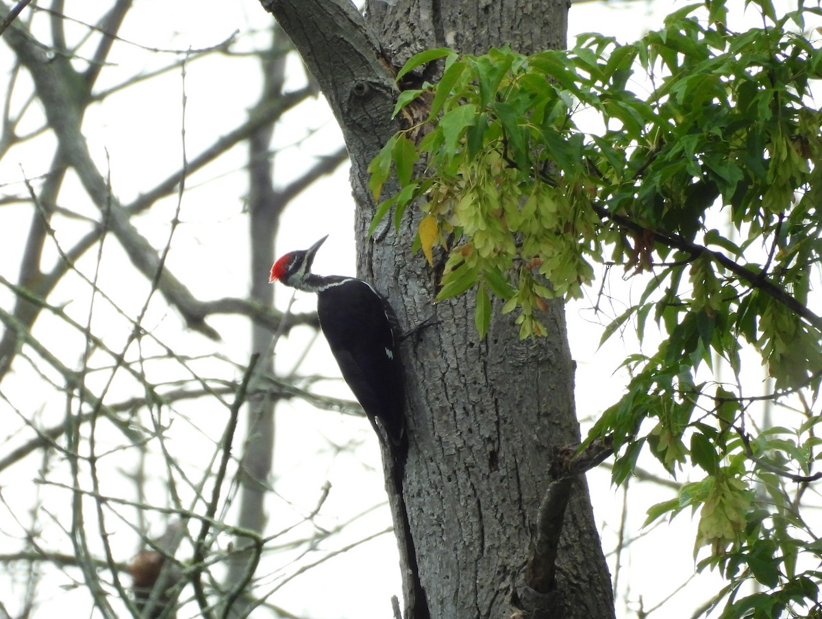 Pileated Woodpecker - ML640987998