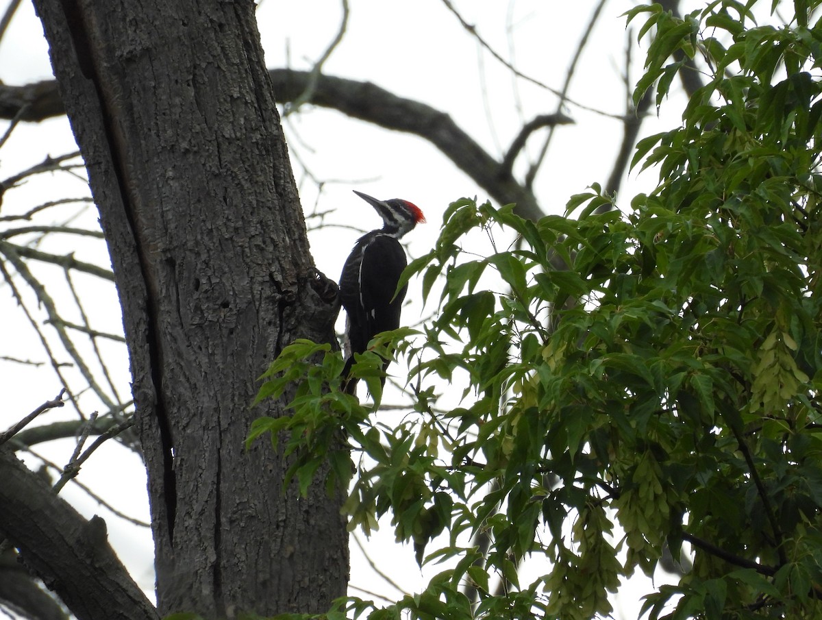 Pileated Woodpecker - ML640987999