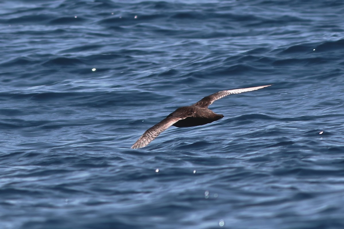 Pink-footed Shearwater - ML640988038
