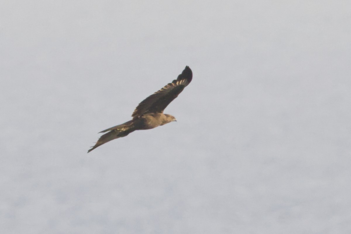 Changeable Hawk-Eagle (Changeable) - ML640988050