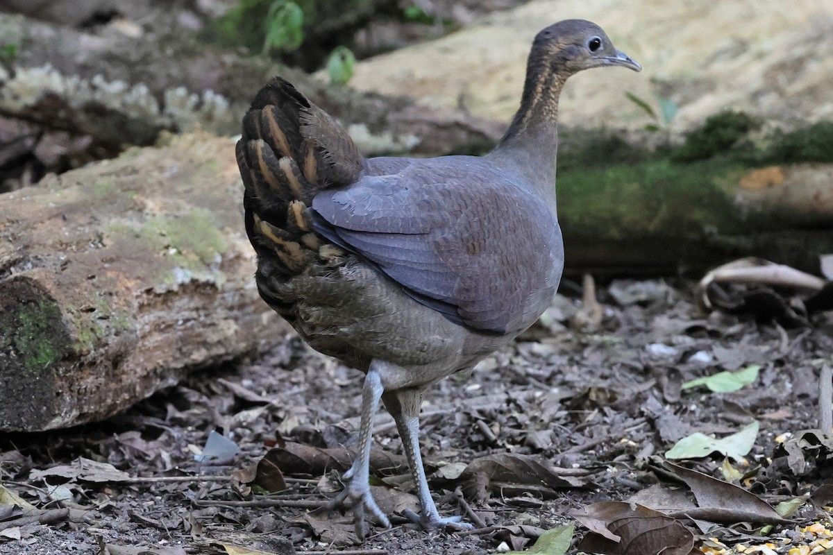 Solitary Tinamou - ML640988107