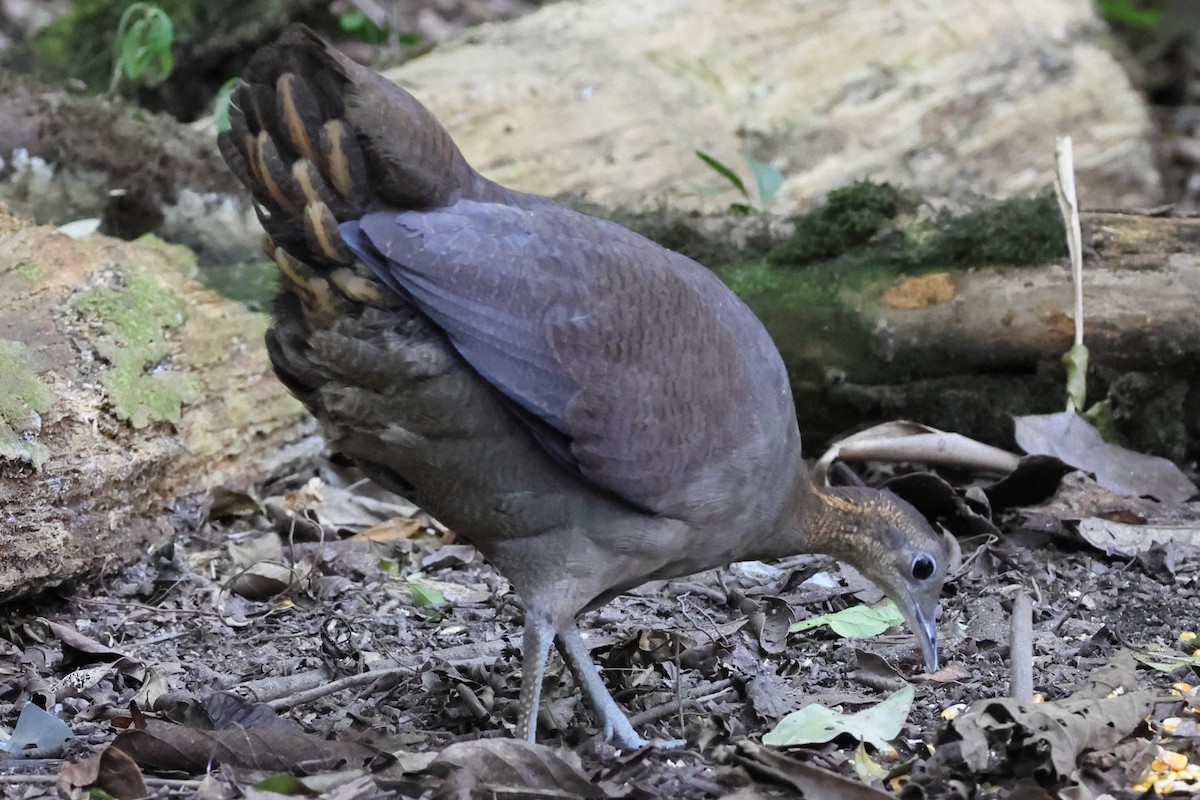 Solitary Tinamou - ML640988108