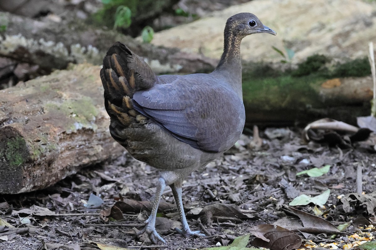 Solitary Tinamou - ML640988109