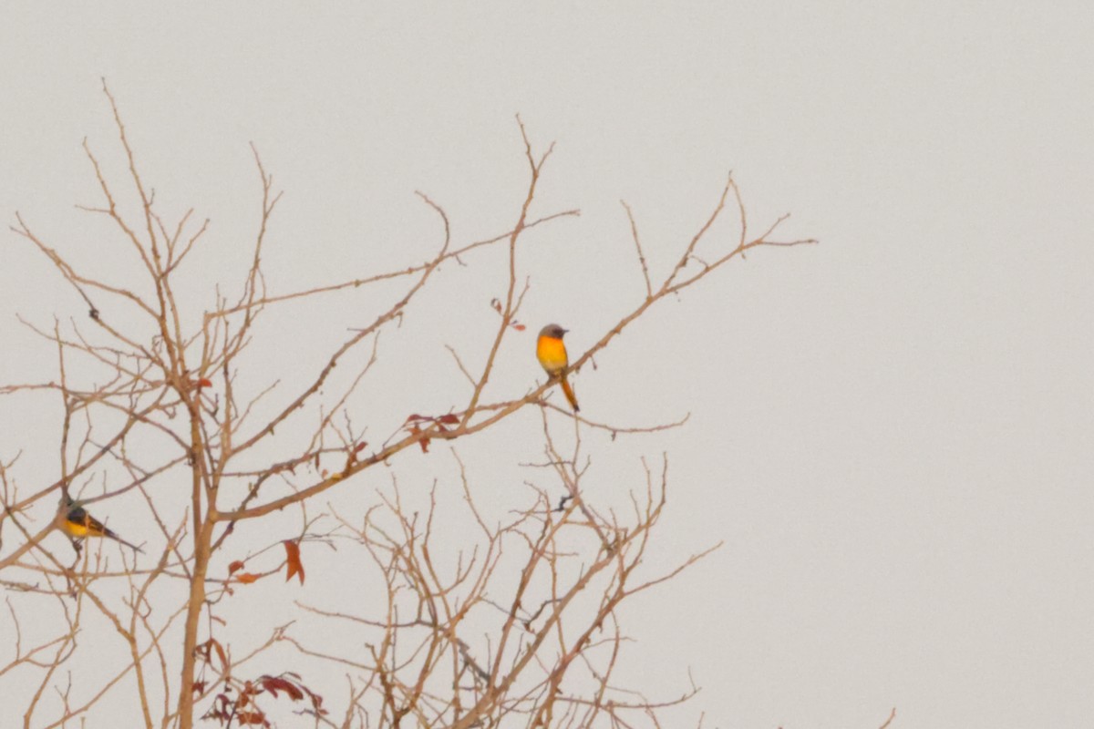 Small Minivet - ML640988144