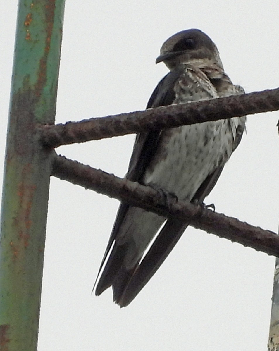 Purple Martin - ML640988165