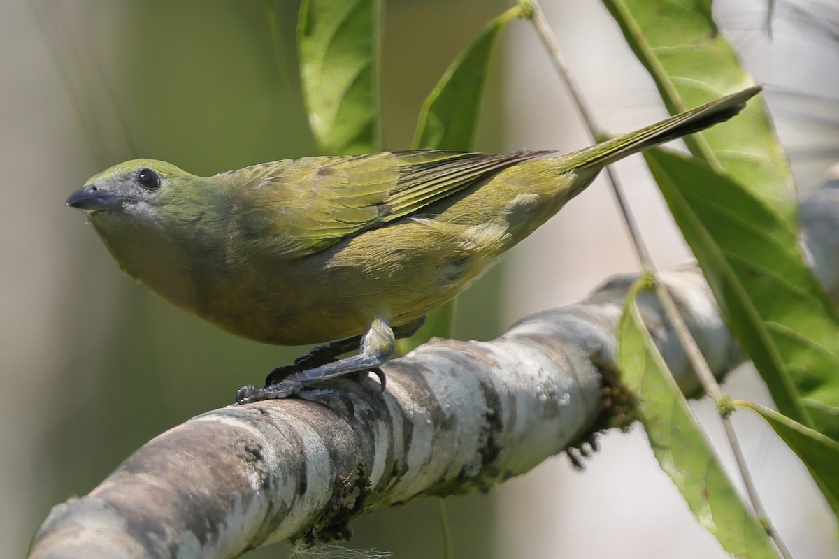 Palm Tanager - ML640988187
