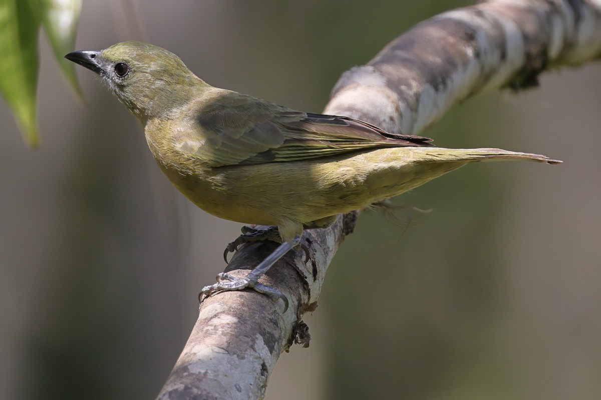 Palm Tanager - ML640988190