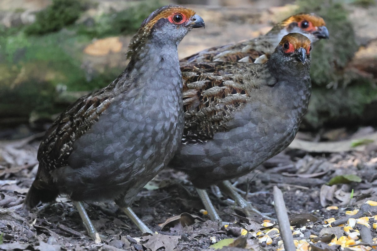Spot-winged Wood-Quail - ML640988251