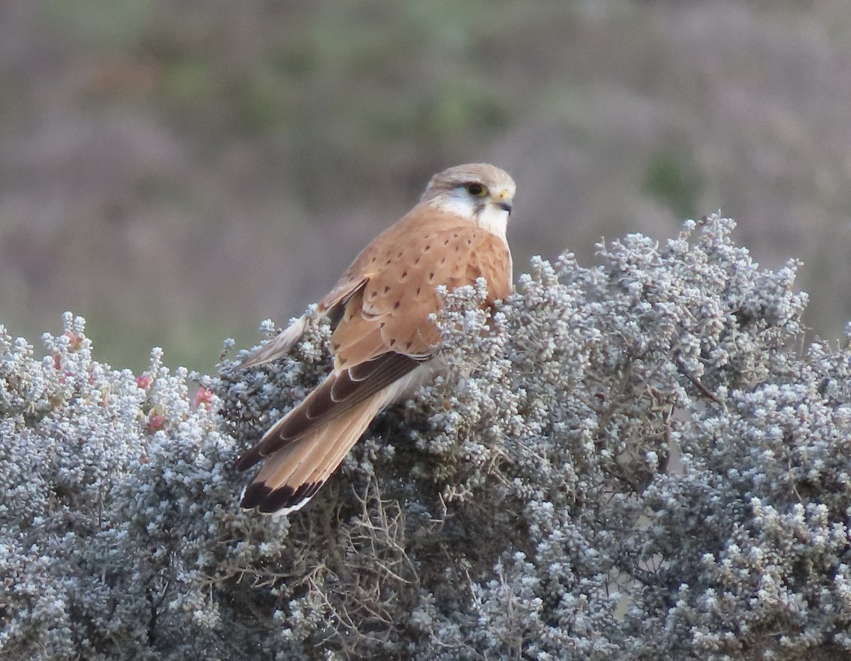 Nankeen Kestrel - ML640988253