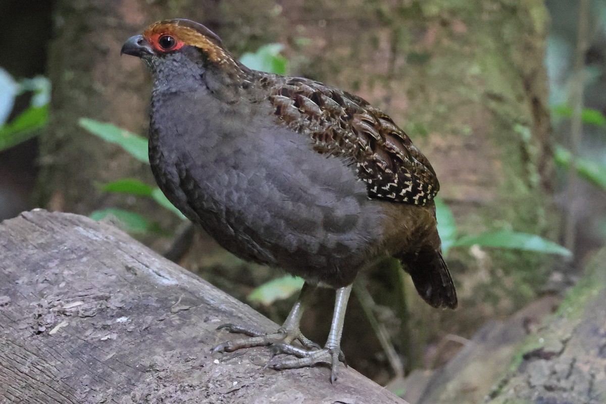 Spot-winged Wood-Quail - ML640988254