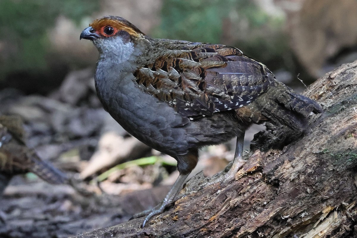 Spot-winged Wood-Quail - ML640988255